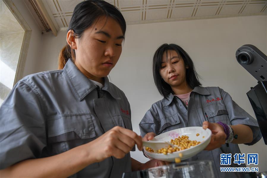 （在习近平新时代中国特色社会主义思想指引下——新时代新作为新篇章·图文互动）（3）大学生种田让农民“老把式”开了眼——吉林长白山下的稻田新事