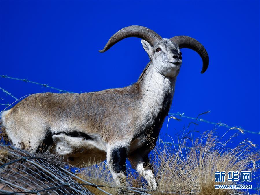 （行走中国·图文互动）（6）青海三江源：在“神山圣湖”间寻觅“高原精灵”