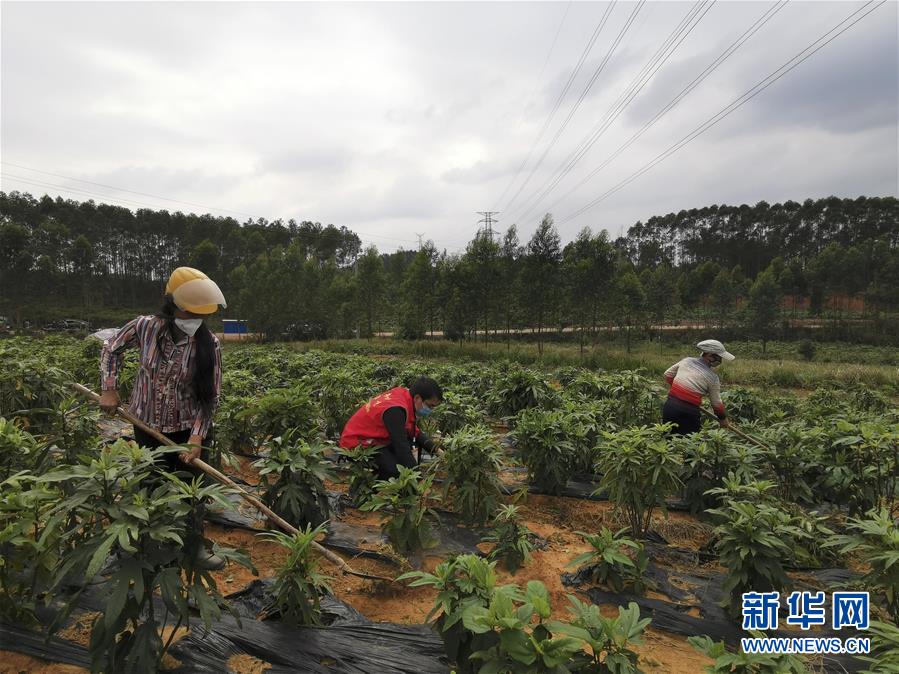 （图文互动）（6）与疫情抗争 与春光同行——广西农村春耕备耕一线观察