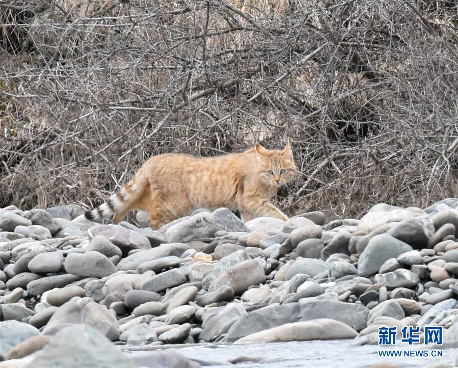 （图文互动）（1）祁连山国家公园首个荒漠猫专项调查取得阶段性成果