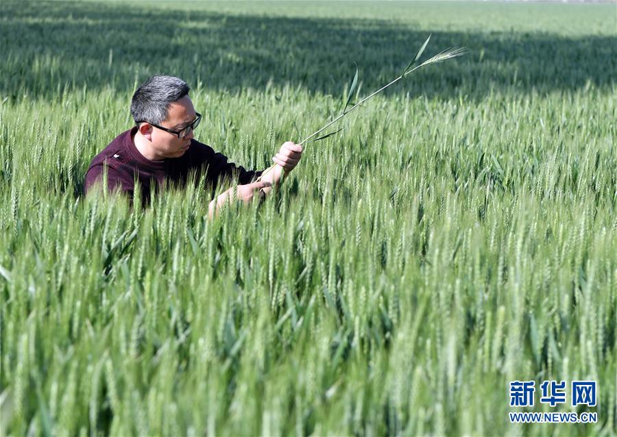 （在习近平新时代中国特色社会主义思想指引下——新时代新作为新篇章·习近平总书记关切事·图文互动）（5）新农事、新希望——夏收前田间新动态扫描