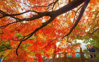 金秋时节 江西庐山“枫”景如画