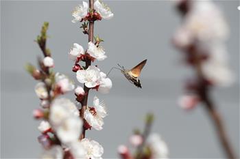 蜂鸟鹰蛾戏花忙