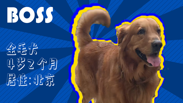 有效拴绳&科学遛狗——如何文明养犬？“捡屎官”们快看过来！