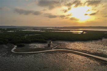 十年树木、红树成林——“海上森林”回归记